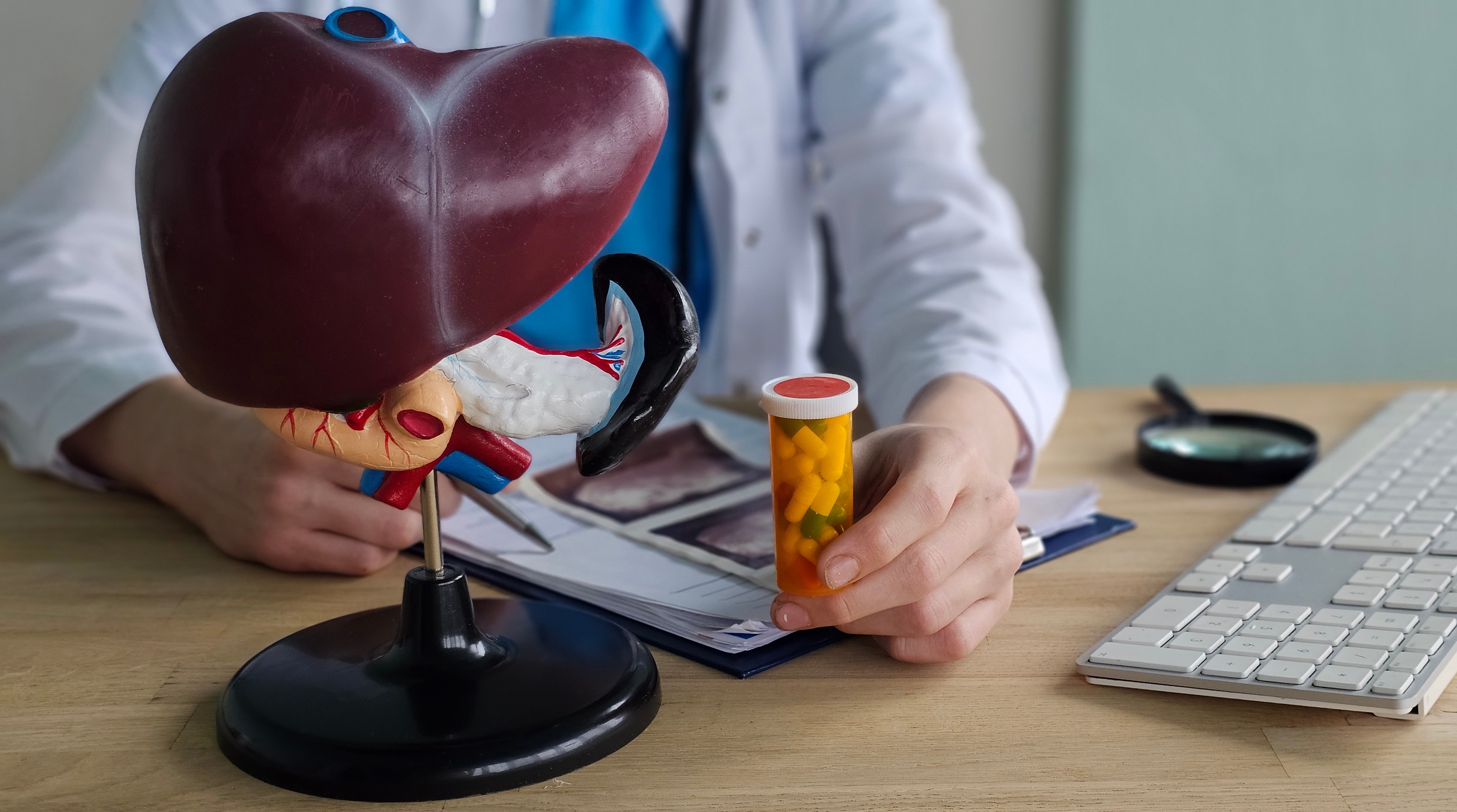 Lebermodell im Vordergrund, eine Person im weißen Kittel im Hintergrund hält eine Pillendose.
