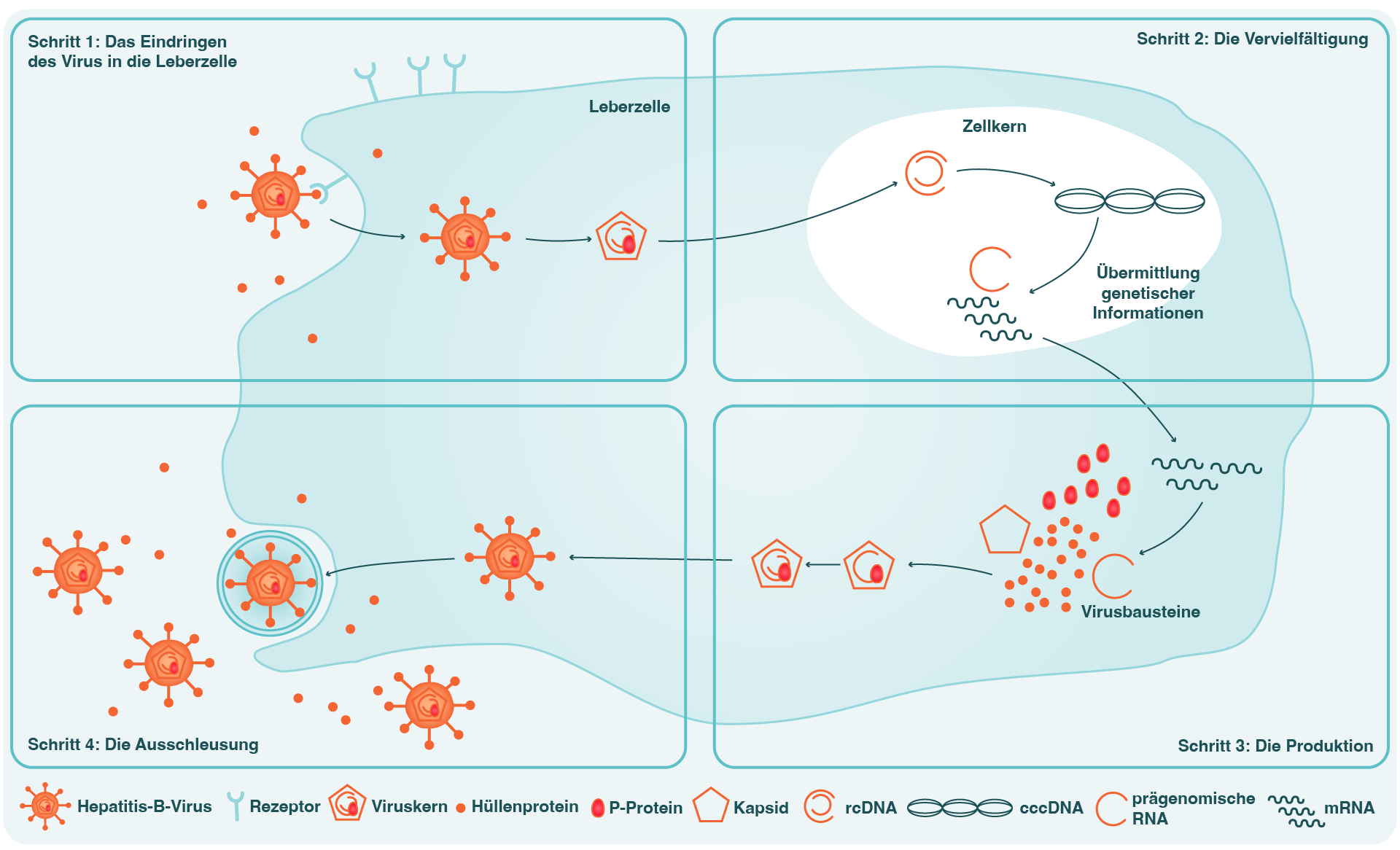 Grafische Darstellung des Vermehrungszyklus des Hepatitis-B-Virus.