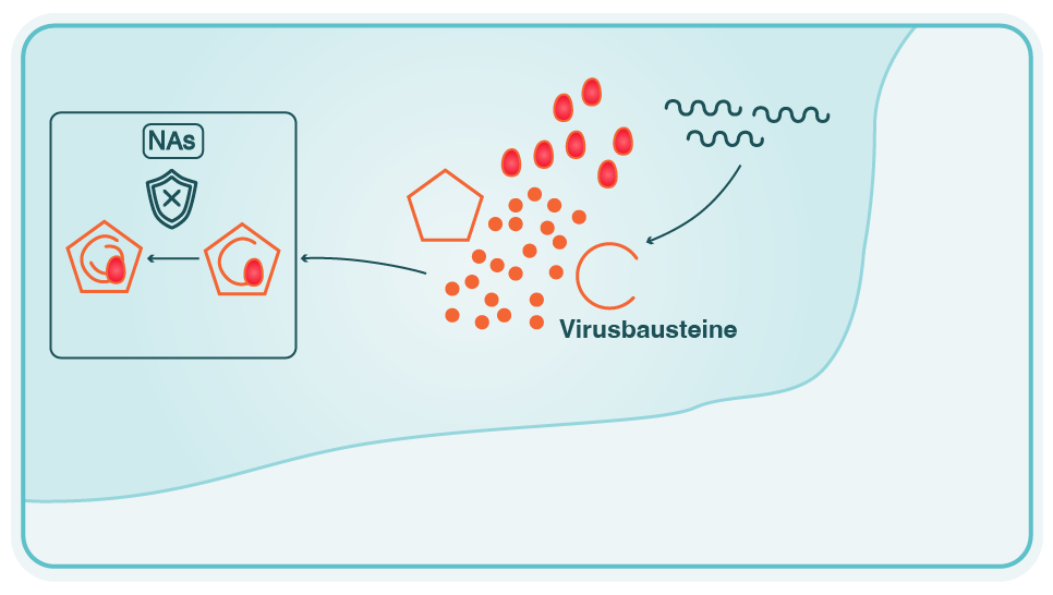 Grafische Darstellung des Vermehrungszyklus des Hepatitis-B-Virus.